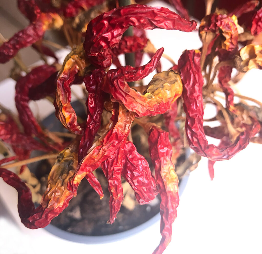 chili peppers plant