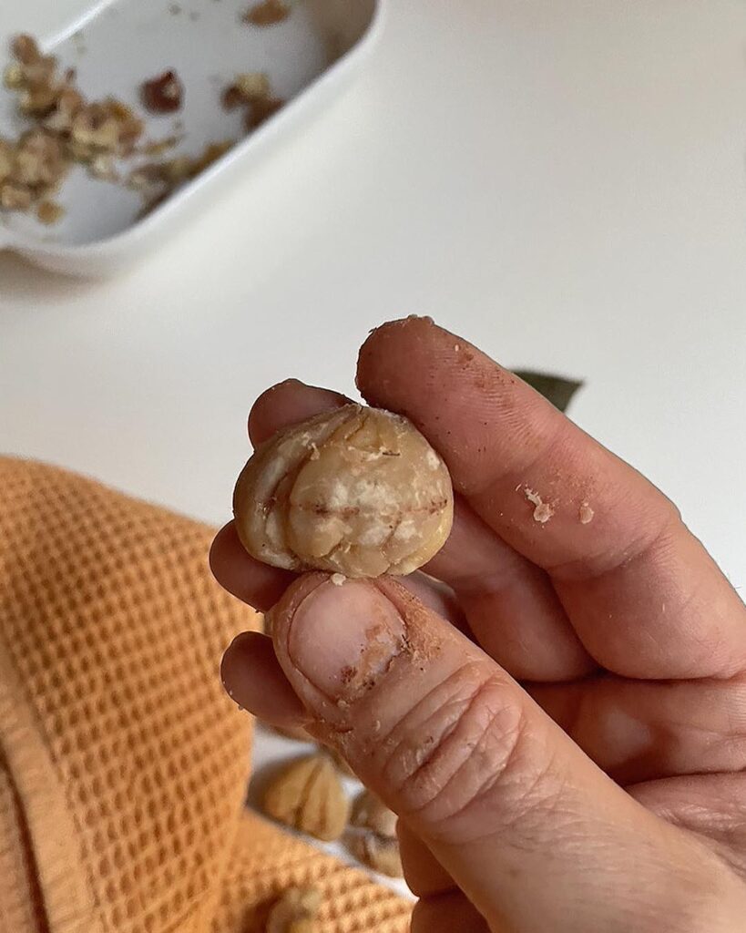 close up of a boiled chestnut in my hand