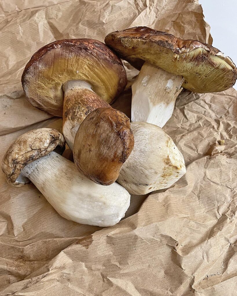 porcini mushrooms perfectly cleaned