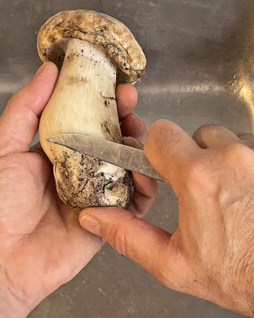 cutting the stem of Porcini to clean
