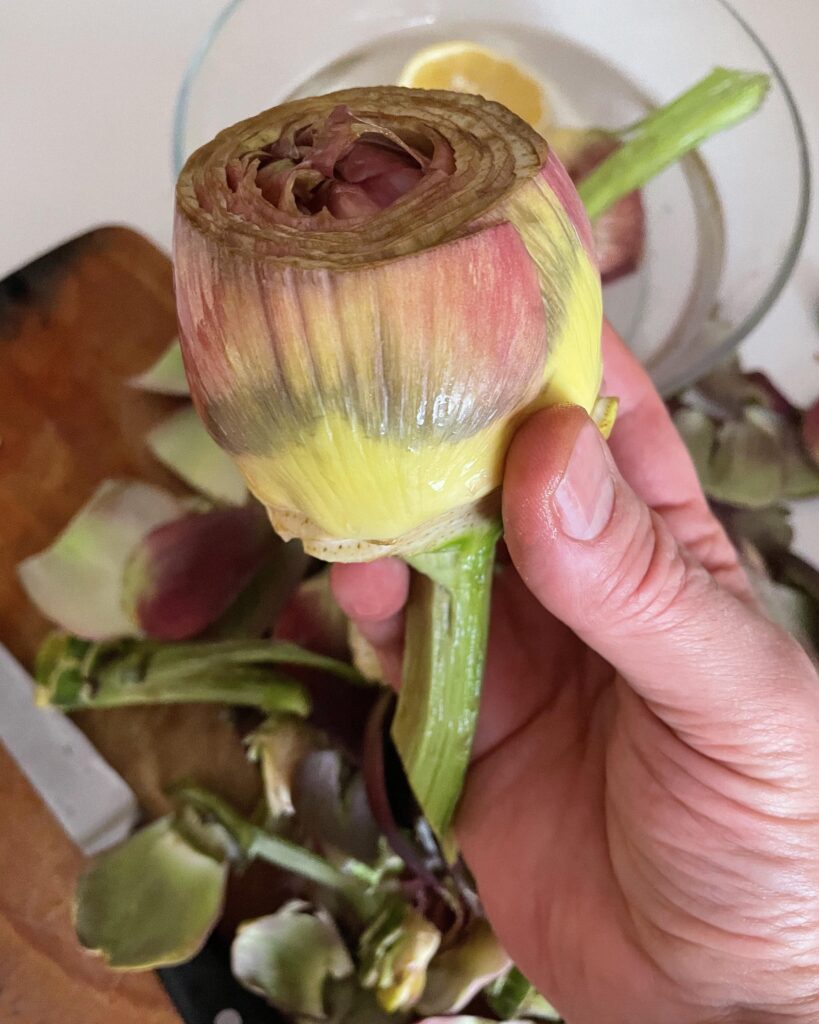 an artichoke perfectly cleaned
