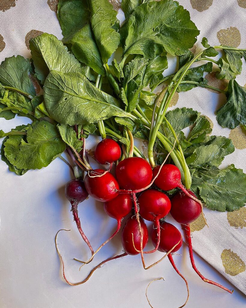 fresh radish