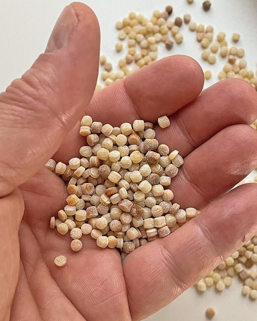 close up of fregula on my hand